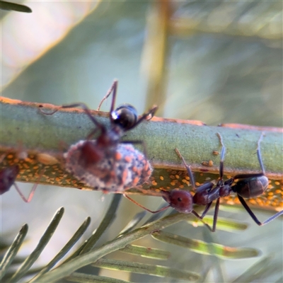 Iridomyrmex purpureus (Meat Ant) at Campbell, ACT - 18 Nov 2025 by Hejor1