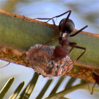 Monophlebidae (family) at Campbell, ACT - 18 Nov 2025 by Hejor1