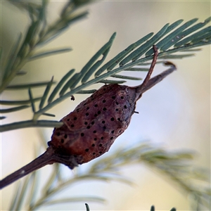 Acacia insect gall at Campbell, ACT - Yesterday by Hejor1
