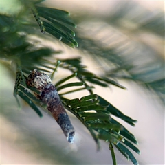 Conoeca or Lepidoscia (genera) IMMATURE (Unidentified Cone Case Moth larva, pupa, or case) at Campbell, ACT - Yesterday by Hejor1