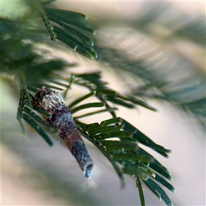 Conoeca or Lepidoscia (genera) IMMATURE at Campbell, ACT - Yesterday by Hejor1