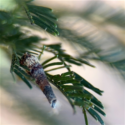 Conoeca or Lepidoscia (genera) IMMATURE (Unidentified Cone Case Moth larva, pupa, or case) at Campbell, ACT - Yesterday by Hejor1