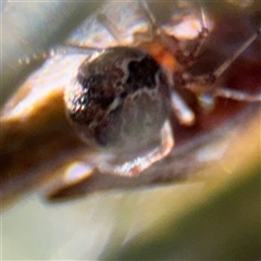 Cryptachaea veruculata at Campbell, ACT - Yesterday by Hejor1