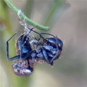 Camponotus aeneopilosus at Campbell, ACT - Yesterday by Hejor1