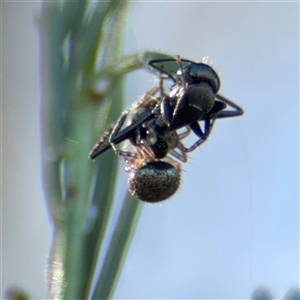 Euryopis sp. (genus) at Campbell, ACT - Yesterday by Hejor1
