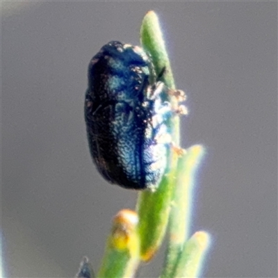 Edusella sp. (genus) at Campbell, ACT - 18 Nov 2025 by Hejor1