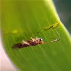 Braconidae (family) at Campbell, ACT - 18 Nov 2025 by Hejor1
