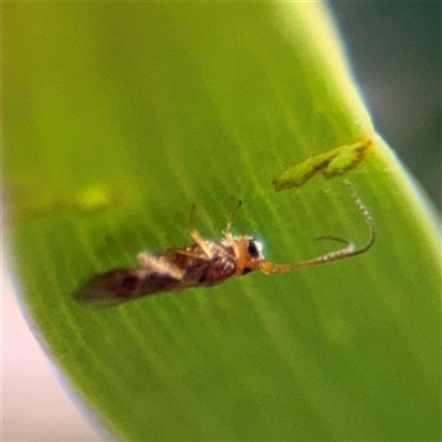 Braconidae (family) at Campbell, ACT - 18 Nov 2025 by Hejor1