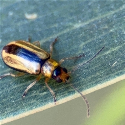 Monolepta froggatti (Leaf beetle) at Campbell, ACT - 18 Nov 2025 by Hejor1