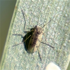 Chironomidae (family) at Campbell, ACT - 18 Nov 2025 by Hejor1