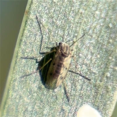 Chironomidae (family) at Campbell, ACT - 18 Nov 2025 by Hejor1