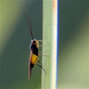 Braconidae (family) at Campbell, ACT - Yesterday by Hejor1