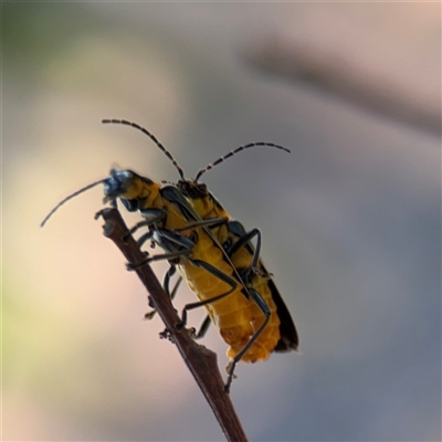 Chauliognathus lugubris at Campbell, ACT - 18 Nov 2025 by Hejor1