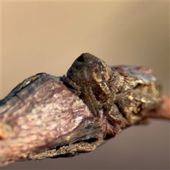 Dolophones sp. (genus) (Wrap-around spider) at Campbell, ACT - Yesterday by Hejor1
