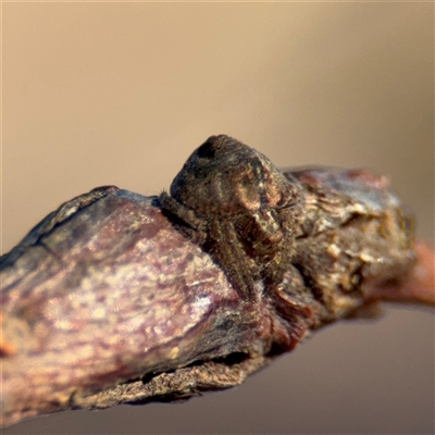 Dolophones sp. (genus) (Wrap-around spider) at Campbell, ACT - Yesterday by Hejor1