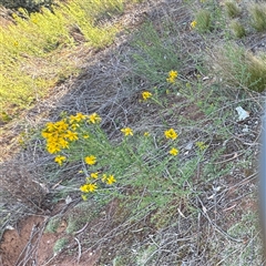 Hypericum perforatum (St John's Wort) at Campbell, ACT - 18 Nov 2025 by Hejor1