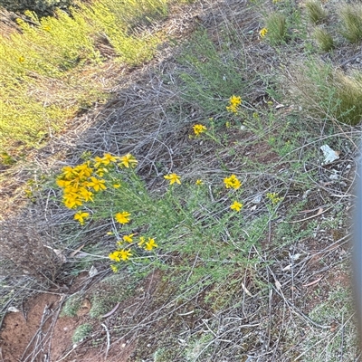 Hypericum perforatum (St John's Wort) at Campbell, ACT - 18 Nov 2025 by Hejor1