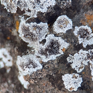 Tephromela atra at Campbell, ACT - Yesterday by Hejor1