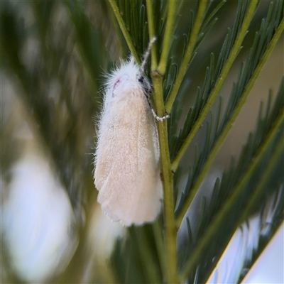 Acyphas (genus) (Lymantriinae, Erebidae) at Fyshwick, ACT - Yesterday by Hejor1