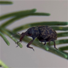 Melanterius sp. (genus) at Fyshwick, ACT - Yesterday by Hejor1