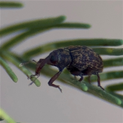 Melanterius sp. (genus) at Fyshwick, ACT - Yesterday by Hejor1