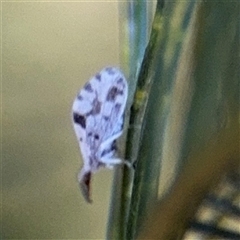 Heteroconis (genus) at Fyshwick, ACT - Yesterday by Hejor1