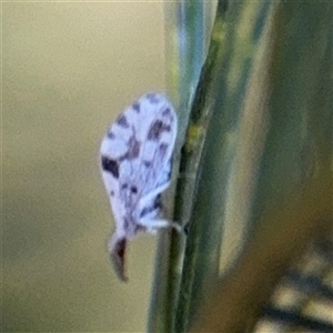 Heteroconis (genus) at Fyshwick, ACT - Yesterday by Hejor1