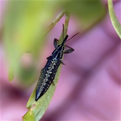 Rhinotia sp. (genus) at Campbell, ACT - Yesterday by Hejor1