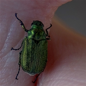 Diphucephala sp. (genus) at Campbell, ACT - Yesterday by Hejor1