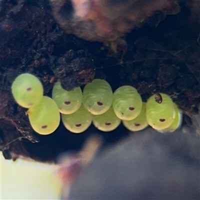 Pentatomidae (family) at Fyshwick, ACT - 18 Nov 2025 by Hejor1