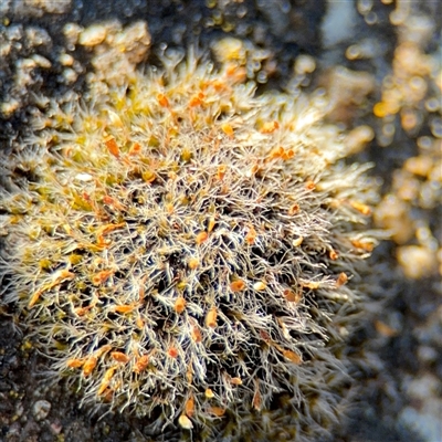 Grimmia pulvinata var. africana at Kingston, ACT - 18 Nov 2025 by Hejor1