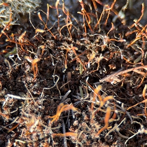 Syntrichia sp. (genus) at Kingston, ACT - Yesterday by Hejor1