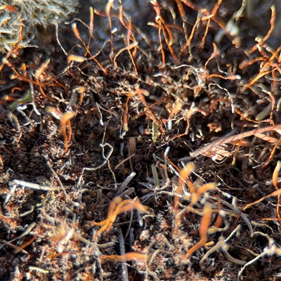 Syntrichia sp. (genus) at Kingston, ACT - 18 Nov 2025 by Hejor1