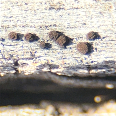 zzz puzzles on wood at Fyshwick, ACT - Yesterday by Hejor1