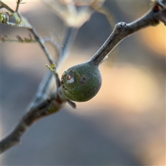 Acacia insect gall at Campbell, ACT - Yesterday by Hejor1