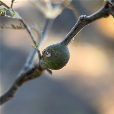 Acacia insect gall at Campbell, ACT - Yesterday by Hejor1