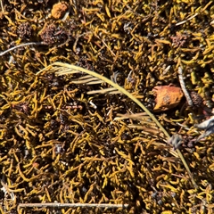 Triquetrella at Russell, ACT - 18 Nov 2025 by Hejor1