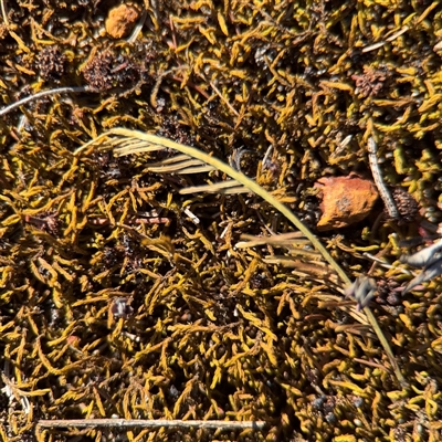 Triquetrella at Russell, ACT - 18 Nov 2025 by Hejor1