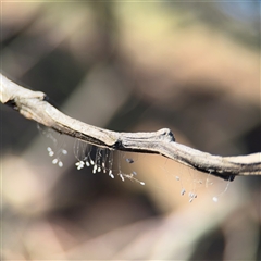 Neuroptera (order) at Campbell, ACT - Yesterday by Hejor1