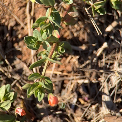 Lysimachia arvensis at Barton, ACT - 18 Nov 2025 by Hejor1