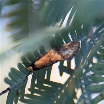 Oecophoridae (family) (Unidentified Oecophorid concealer moth) at Parkes, ACT - 18 Nov 2025 by Hejor1