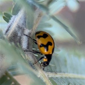 Coccinella transversalis at Acton, ACT - Yesterday by Hejor1