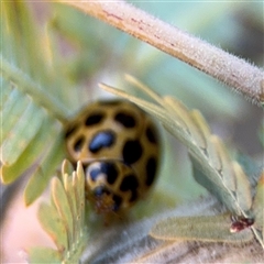 Harmonia conformis at Parkes, ACT - Yesterday by Hejor1