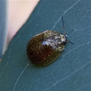 Paropsisterna cloelia at Campbell, ACT - Yesterday by Hejor1