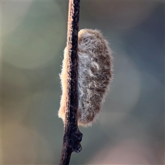Lepidoptera unclassified IMMATURE (caterpillar or pupa or cocoon) at Parkes, ACT - 18 Nov 2025 by Hejor1