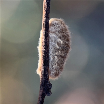 Lepidoptera unclassified IMMATURE (caterpillar or pupa or cocoon) at Parkes, ACT - 18 Nov 2025 by Hejor1