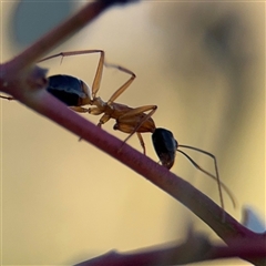Camponotus consobrinus (Banded sugar ant) at Parkes, ACT - 18 Nov 2025 by Hejor1