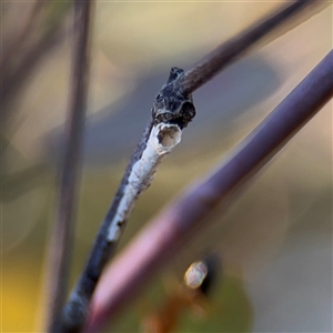 Machaerotinae sp. (subfamily) at Parkes, ACT - Yesterday by Hejor1