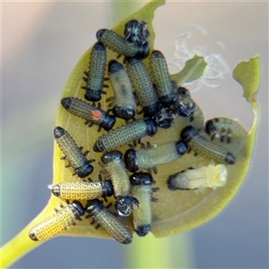 Paropsini sp. (tribe) at Kingston, ACT - Yesterday by Hejor1