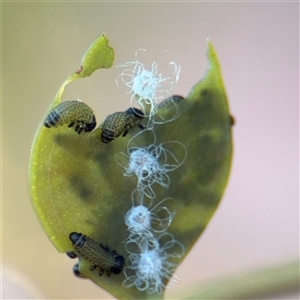 Glycaspis sp. (genus) at Campbell, ACT - Yesterday by Hejor1